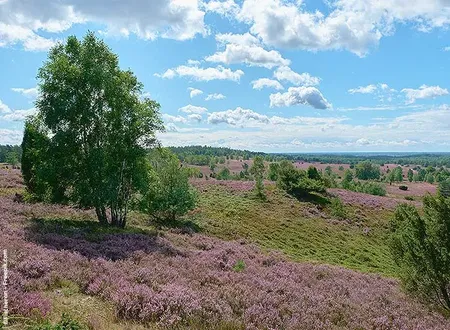 Ein weiter Blick in die Ferne - Heidelandschaft
